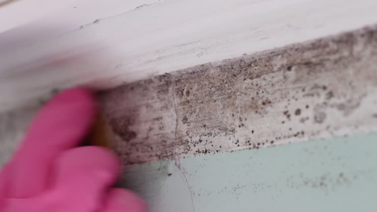 Best HVAC Mold Inspection and Cleaning  in Ladue, MO